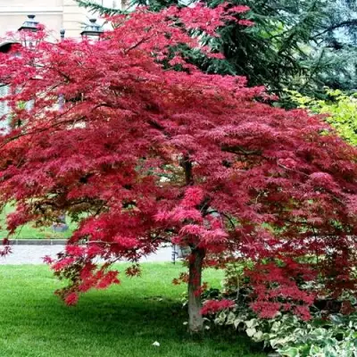 Клен пальмолистный в Сморгони