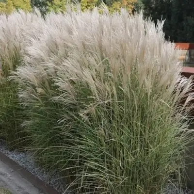 Мискантус КЛЯЙН СИЛЬБЕРСПАЙН китайский  в Сморгони