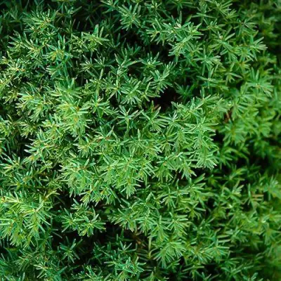 Туя ТЕДДИ западная в Сморгони