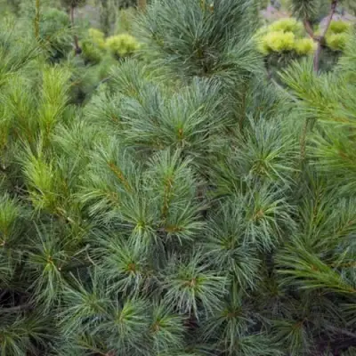 Сосна АРМАНДИ в Сморгони