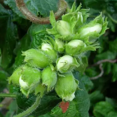 Фундук ВЕББА ЦЕННЫЙ в Сморгони