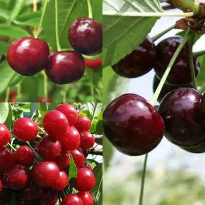 Комплект ВИШНЕВЫЙ САД в Сморгони