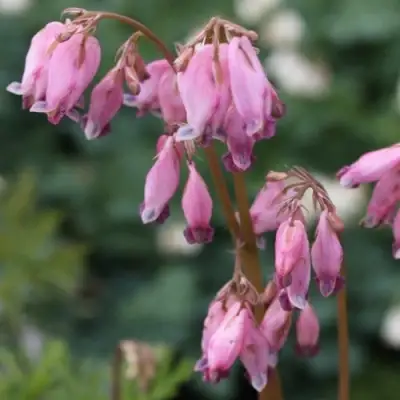 Дицентра изящная в Сморгони