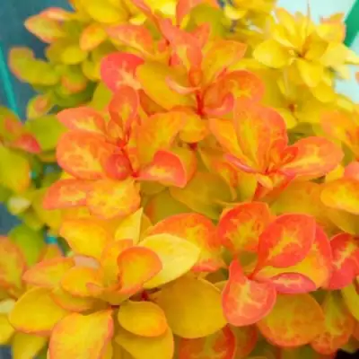 Барбарис САММЕР САНСЕТ тунберга в Сморгони