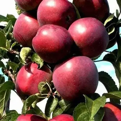 Яблоня СОЗВЕЗДИЕ колонновидная в Сморгони