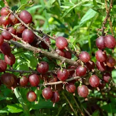 Крыжовник ОЛАВИ (ХИННОНМАЕН ПУНАЙНЕН) в Сморгони