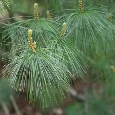 Сосна АРМАНДИ в Сморгони