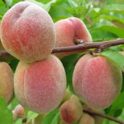 Персик ЕЛГАВСКИЙ в Сморгони