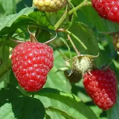 Малина ТАДМОР в Сморгони