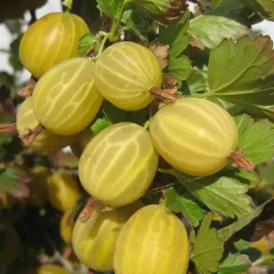 Крыжовник ЯРОВОЙ в Сморгони