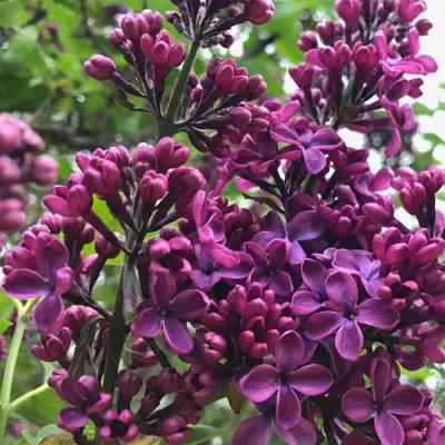 Сирень ЛЮДВИГ ШПЕТ в Сморгони