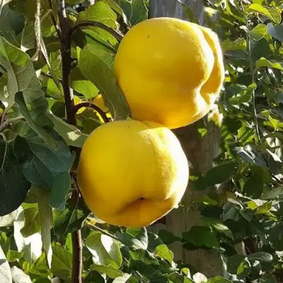 Айва МАРИЯ в Сморгони