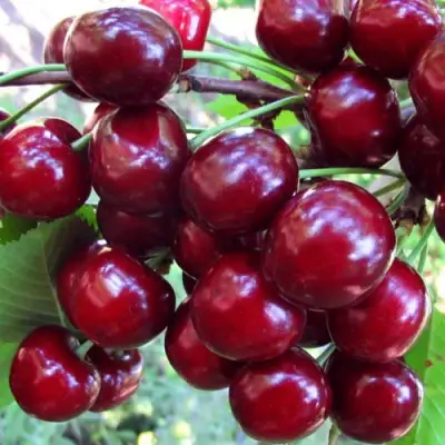 Вишня ЖУКОВСКАЯ в Сморгони