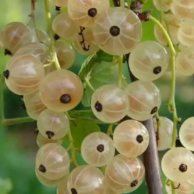 Смородина белая СМОЛЬЯНИНОВСКАЯ в Сморгони