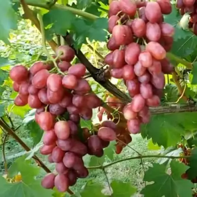 Виноград БАСАНТИ в Сморгони