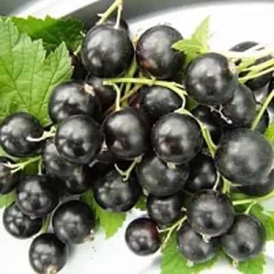 Смородина чёрная ТИТАНИЯ в Сморгони