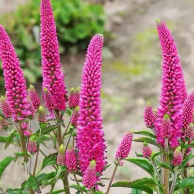 Вероника ФЕРСТ ЛАВ длиннолистная в Сморгони