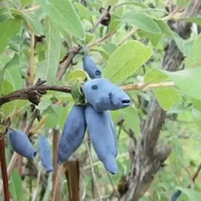 Жимолость съедобная ПУШКИНСКАЯ в Сморгони