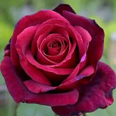 Роза ПАПА МЕЙЯН чайно-гибридная в Сморгони