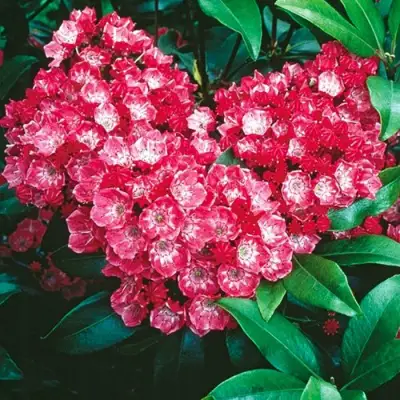 Кальмия КАРДИНАЛ в Сморгони