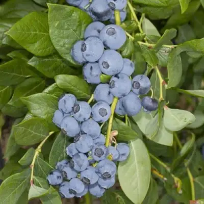 Голубика ЛИБЕРТИ в Сморгони