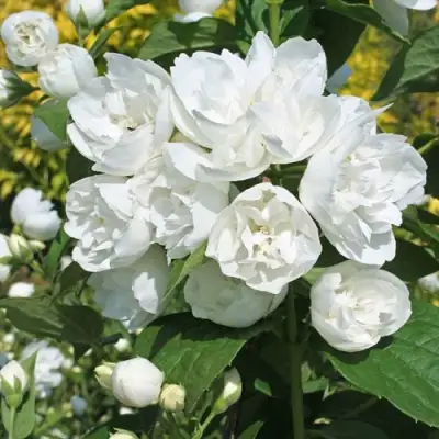 Жасмин махровый в Сморгони