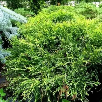 Кипарисовик ФИЛИФЕРА АУРЕА ВАРИЕГАТТА горохоплодный в Сморгони