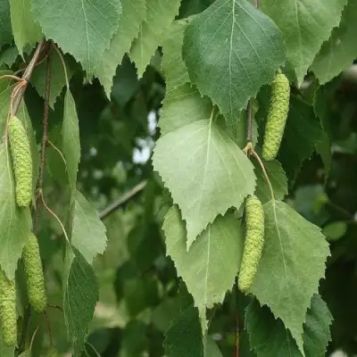 Береза бородавчатая в Сморгони