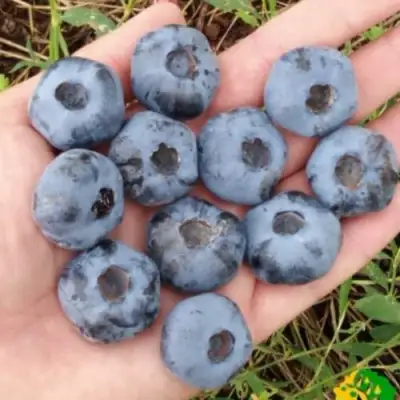 Голубика ЧАНДЛЕР в Сморгони