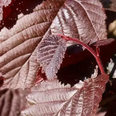 Фундук СИРЕНА в Сморгони