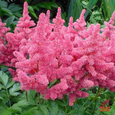 Астильба БОНН японская в Сморгони