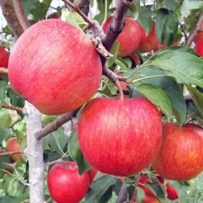 Яблоня ЖЕНЕВА (ЖЕНЕВА ЭРЛИ) в Сморгони