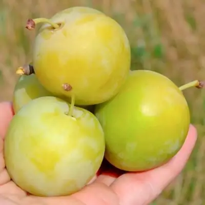 Слива РЕНКЛОД ранний в Сморгони