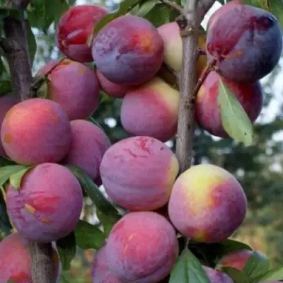 Слива ИМПЕРИАЛ колонновидная в Сморгони