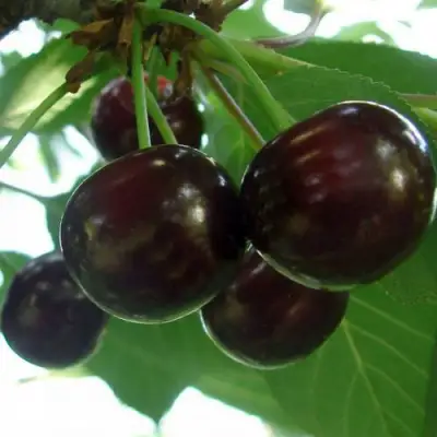 Дюк КСЕНИЯ (ЧЕРЕВИШНЯ) в Сморгони