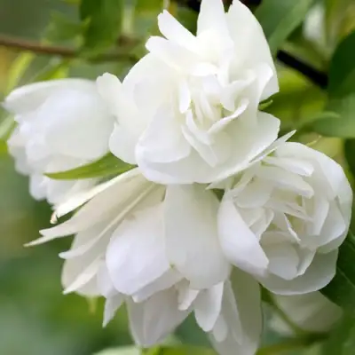 Жасмин МАНТО Д’ЭРМИН в Сморгони