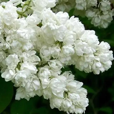 Сирень ПАМЯТЬ О КОЛЕСНИКОВЕ в Сморгони