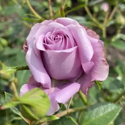 Роза БИЛОНА спрей в Сморгони