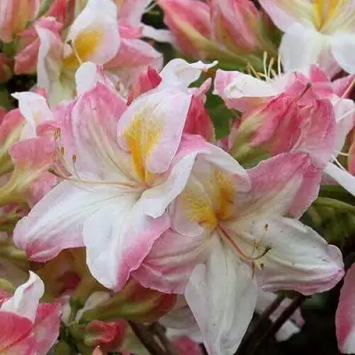 Азалия САТОМИ японская в Сморгони