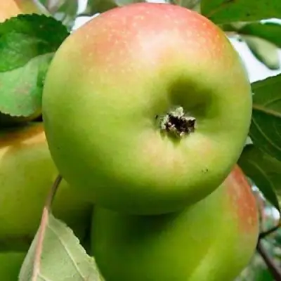 Яблоня БРАТ ЧУДНОГО стелющаяся в Сморгони