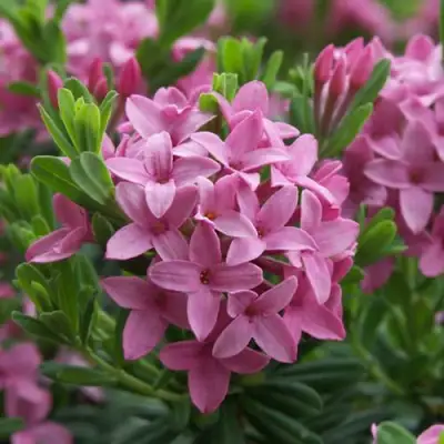 Волчеягодник КОЛЛИНА ГАРАЛЕНС в Сморгони