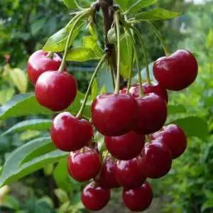 Дюк ФАКЕЛ в Сморгони