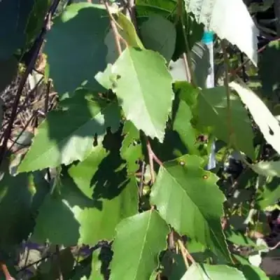 Береза САММЕР КАСКАД черная в Сморгони