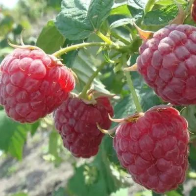 Малина БРУСИЛОВСКАЯ в Сморгони