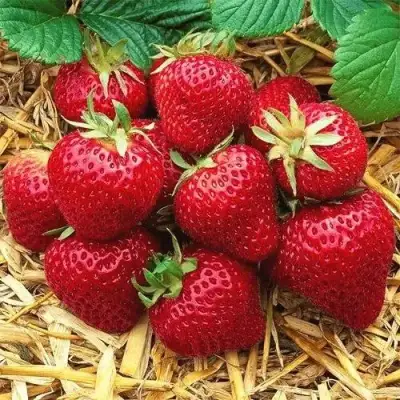 Клубника ХОНЕЙ в Сморгони