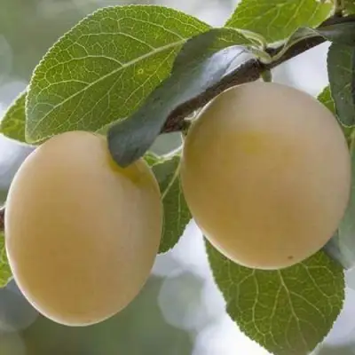 Слива УТРО в Сморгони