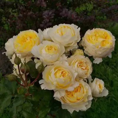 Роза БЕАТРИС английская в Сморгони