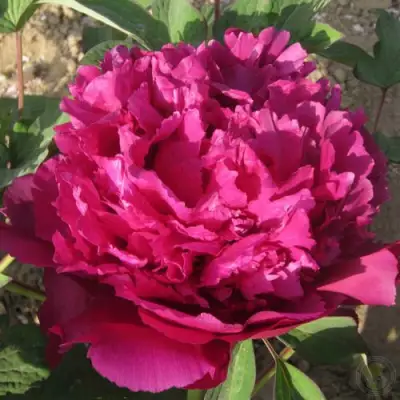 Пион ТАЙНАЯ СТРАСТЬ древовидный в Сморгони