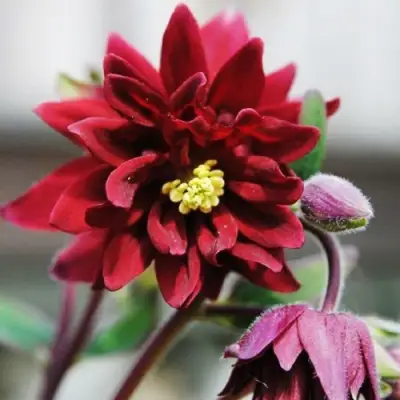 Аквилегия РУБИ ПОРТ обыкновенная в Сморгони