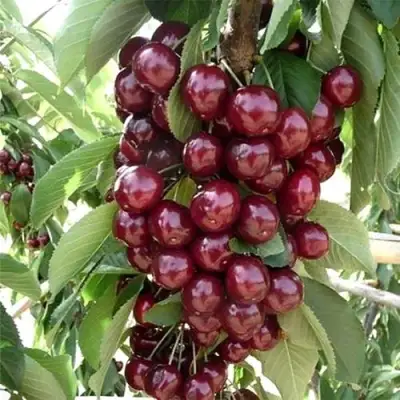 Черешня СИЛЬВИЯ колоновидная в Сморгони